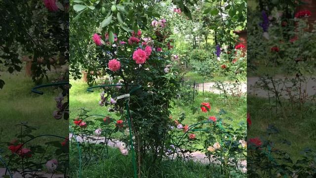 Розы .Розарий своими руками .Рай из роз и цветов ! смотреть онлайн