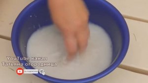 Как заставить баклажаны стабильно плодоносить? Теперь баклажаны не будут сбрасывать цветы и завязь!