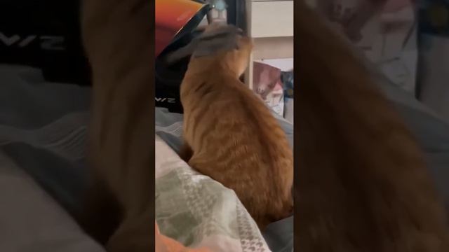 #где эта белка смотреть онлайн