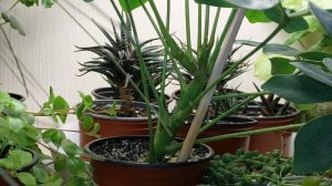 Моя обработка от клеща БЕЗ опрыскивания. РЕЗУЛЬТАТЫ. Клещ методы борьбы. Советы от Plant Helper