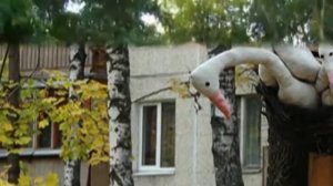 «Северное Тушино»