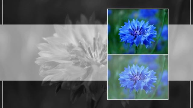 Васильки ОлегРадченко, KiraS смотреть онлайн