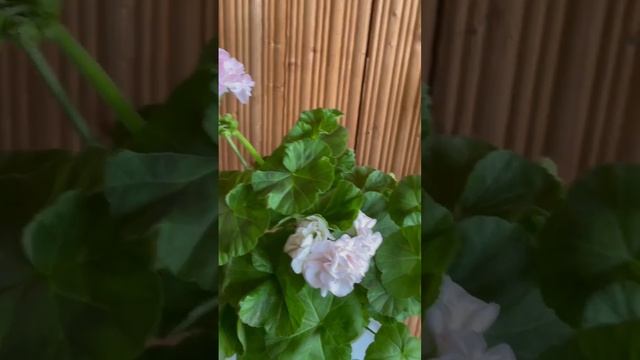 Dove point-компактная , обильно цветущая пеларгония смотреть онлайн