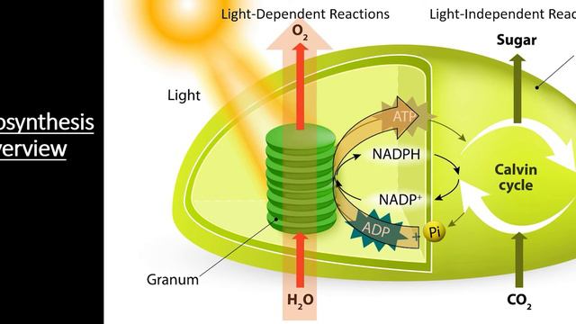 Photosynthesis: Converting Solar Energy into Glucose | AP Biology 3.5 смотреть онлайн