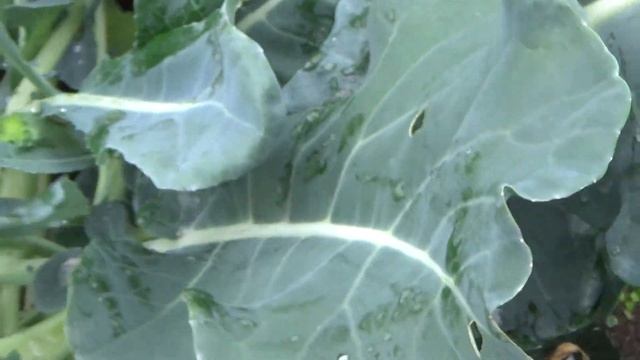 Капуста цветная и брокколи, что мне любо.? смотреть онлайн