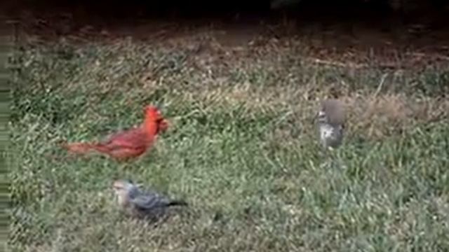 Из жизни птиц,кардинал кормит ..mpg смотреть онлайн