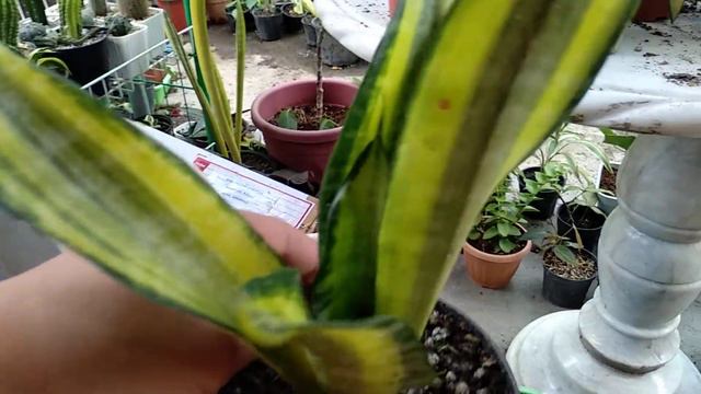 Sansevieria Golden Banner/ Asahi