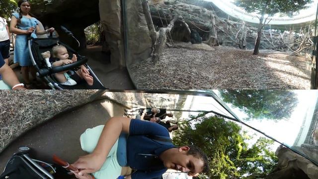 Gear 360 Frankfurt Zoo Gorilla смотреть онлайн