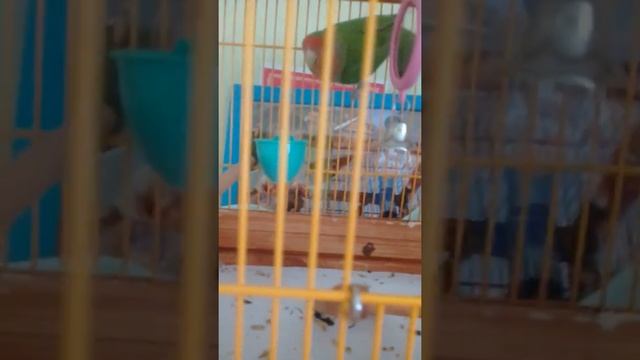 Как приручить попугая неразлучника смотреть онлайн