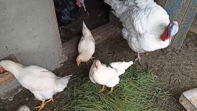 ПЕРЕЕХАЛИ НА КУБАНЬ.А МОРОЗЕЦ ТО БЫЛ. ЗАГОТОВКИ К НОВОМУ ГОДУ НАЧАЛИСЬ. смотреть онлайн