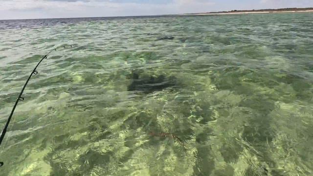 YOU DON'T NEED a Boat to Catch these KING GEORGE WHITING смотреть онлайн