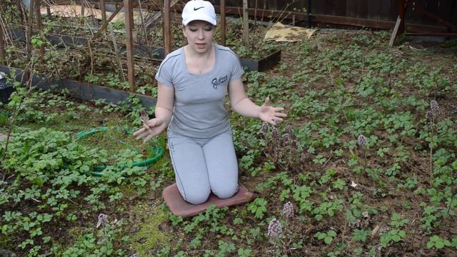 Белокопытник: посадка и уход