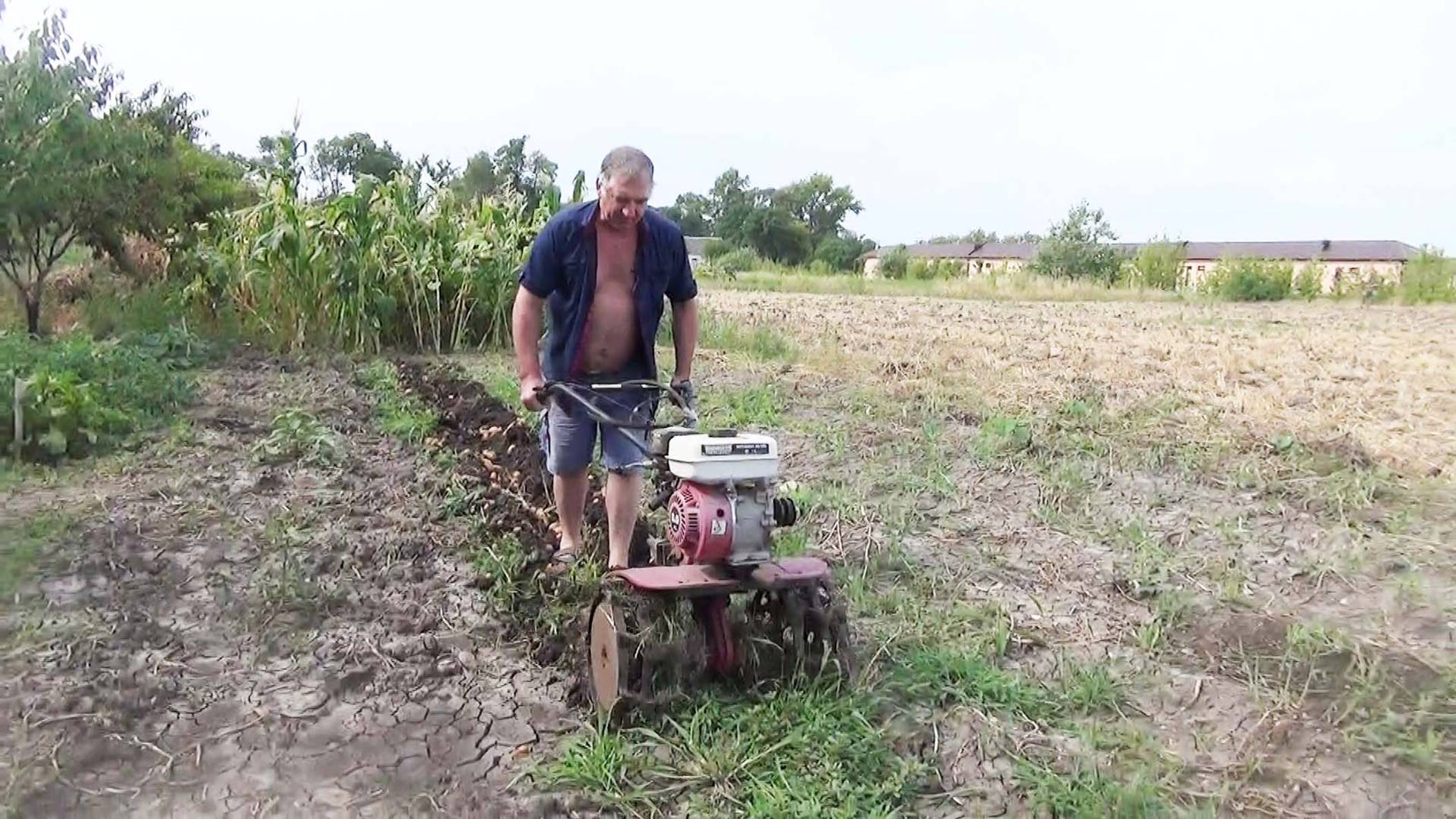 Урожай картофеля КАК копать картофель мотоблоком смотреть онлайн