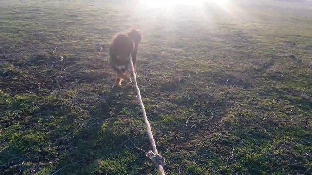 Банхар, монгольский банхар, mongol dog смотреть онлайн