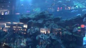 Аквариум в Дубай Молл, Дубай, ОАЭ.
