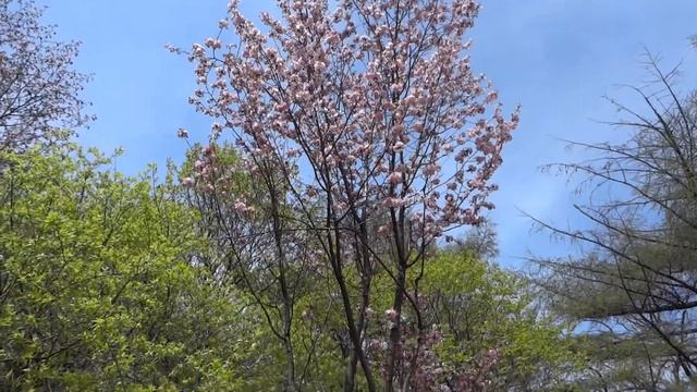 Цветение Сакуры. смотреть онлайн