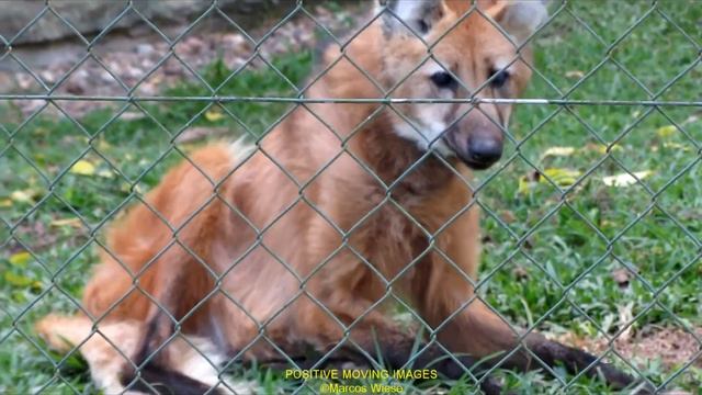 Chrysocyon brachyurus смотреть онлайн