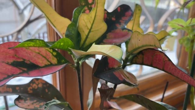 Любимые комнатные цветы в декабре / неприхотливые цветы для дома смотреть онлайн