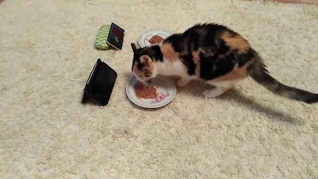 Моя кошка предсказала матч Марокко-Португалия!!! смотреть онлайн