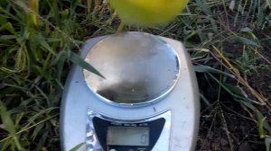 Яблоня сорт "мутцу"