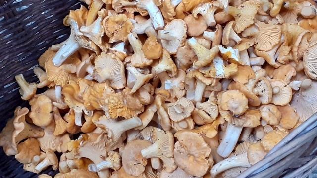 Grzyby: Pieprznik jadalny (kurka) / Cantharellus cibarius смотреть онлайн
