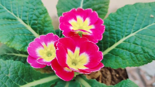 primrose (primula) flower plant caring and growing tips प्रिमुला पौधे की देख-भाल कैसे करें । смотреть онлайн