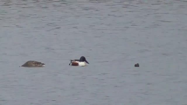 Утки свиязи, кряквы, широконоски на озере. Eurasian Wigeon, Mallards, Shovelers On The Lake