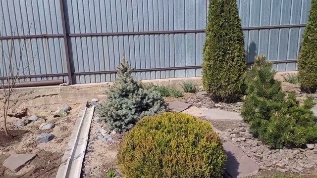 Когда и как стричь ель, до или после появления новых приростов. смотреть онлайн