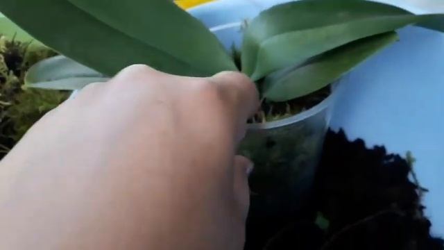 Пересадка орхидей в лесной мох??☘️?! идеальная посадка для моих любимок .... и кое что ещё.. смотреть онлайн