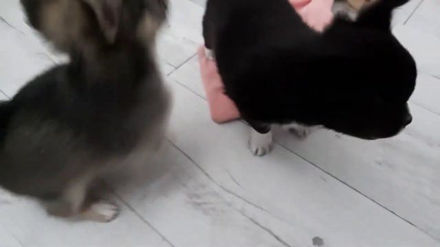Playful chihuahua puppies. They are 1.5 months old. 장난 치와와 강아지. 생후 1.5 개월입니다. Hravá štěňátka čivavy смотреть онлайн