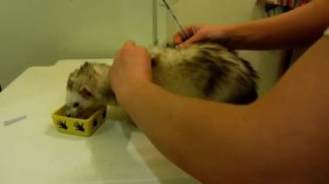 Установка импланта Супрелорин хорьку