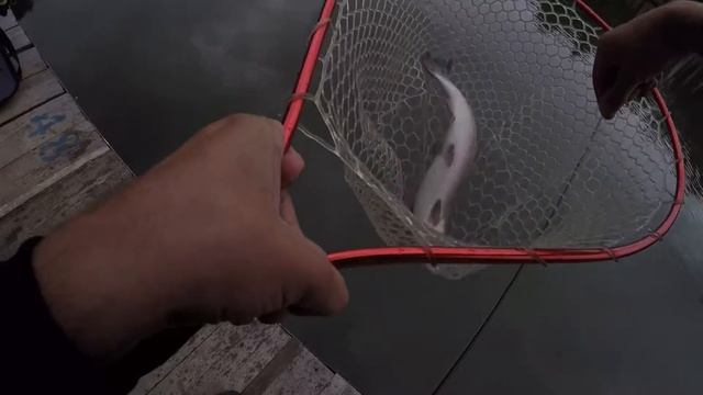 Форель. ПО. Савельево-Ольгово 3 Itumo 09.2017 смотреть онлайн