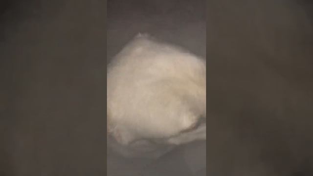 Алабай Белый смотреть онлайн