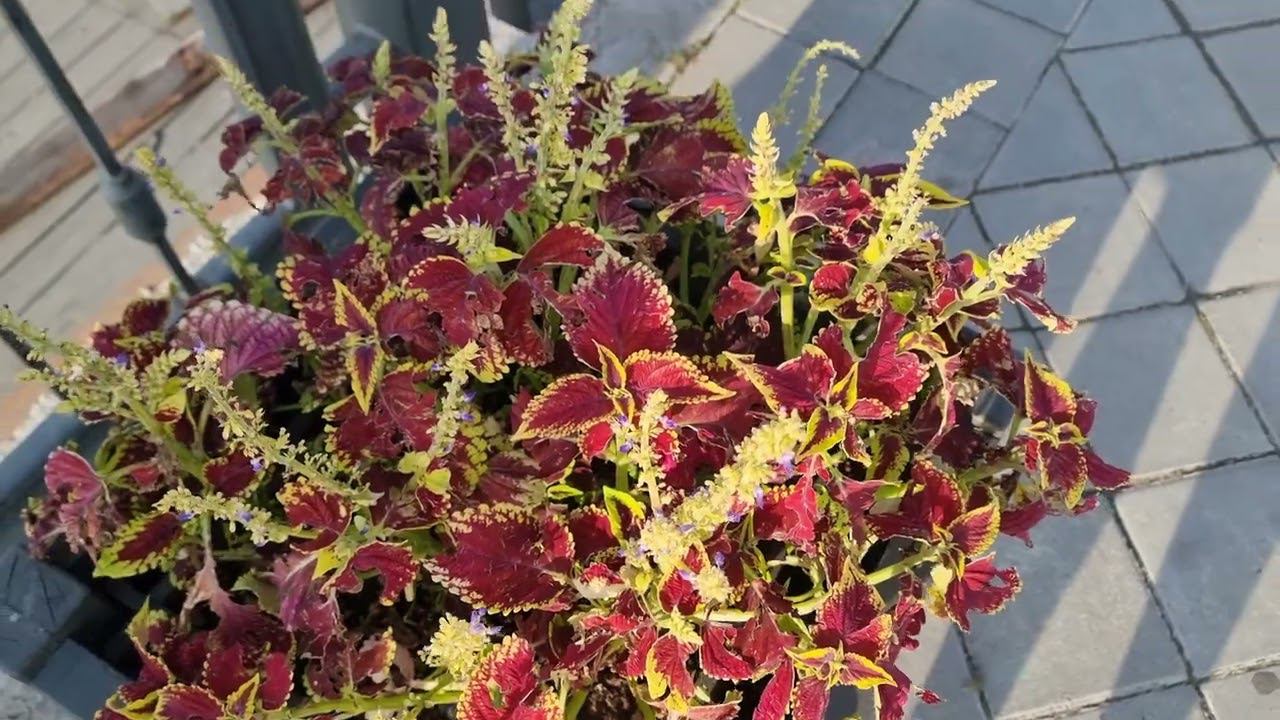 моя Казань 4 августа 24 смотреть онлайн