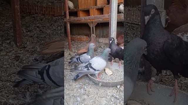 очень достойная пара, продам. смотреть онлайн