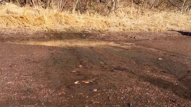 Весна в Монктоне. Сентенниал Парк. Main street смотреть онлайн