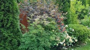 Волжанка: идеальное растение для тени. Плюсы и минусы.