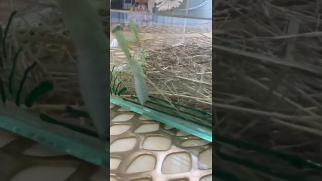 Древесный богомол из Вьетнама смотреть онлайн