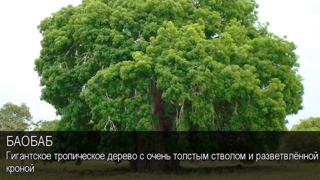 Баобаб. Толковый Видеословарь русского языка смотреть онлайн