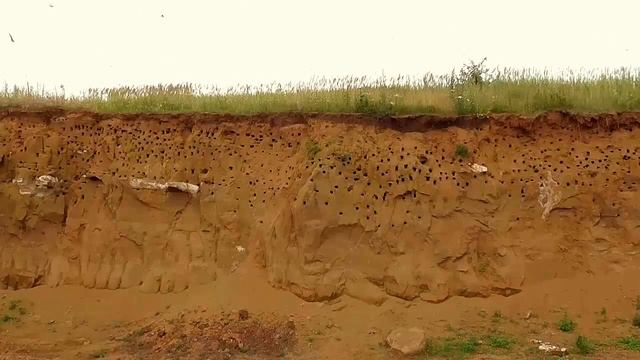 Звуки природы.Береговые ласточки смотреть онлайн