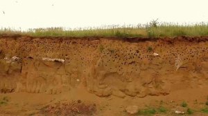 Звуки природы.Береговые ласточки
