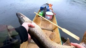 река Яйва,ловля Щуки,8.06.2022г