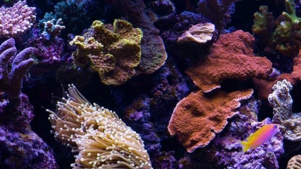 Ultrawide Screensaver for Cinema Displays 21:9 Aquarium Video Ultra HD