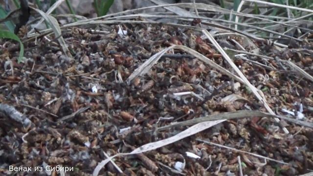 Весенняя грибалка или тихая охота! смотреть онлайн