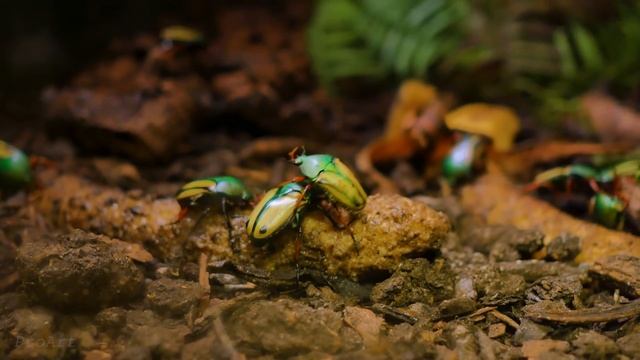 4K Ultra HD Video Of Wild Animals - 1 HR 4K Wildlife Scenery With Floating Music