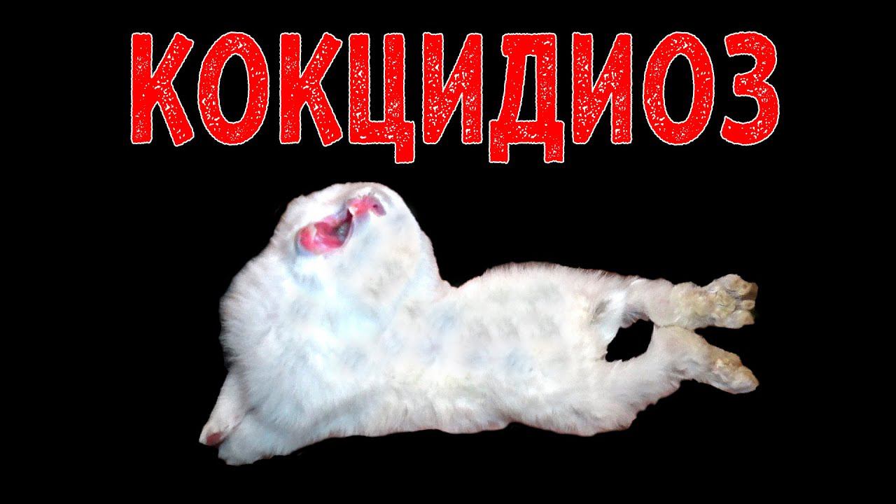 КОКЦИДИОЗ КРОЛИКОВ смотреть онлайн