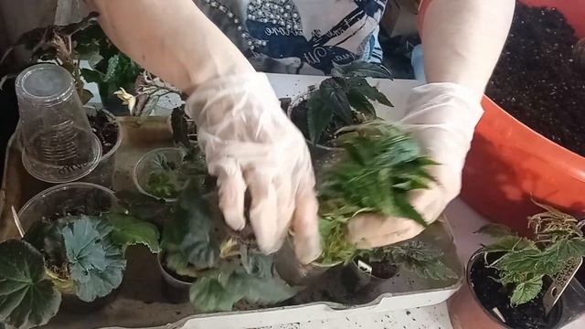 #БЕГОНИИ БЕЛЕКОНИИ #ЧЕРЕНКОВАНИЕ,ПЕРЕВАЛКА,СОХРАНЕНИЕ МАТОЧНИКОВ# смотреть онлайн