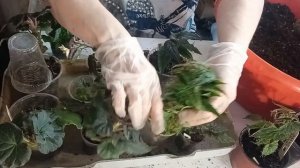 #БЕГОНИИ БЕЛЕКОНИИ #ЧЕРЕНКОВАНИЕ,ПЕРЕВАЛКА,СОХРАНЕНИЕ МАТОЧНИКОВ#