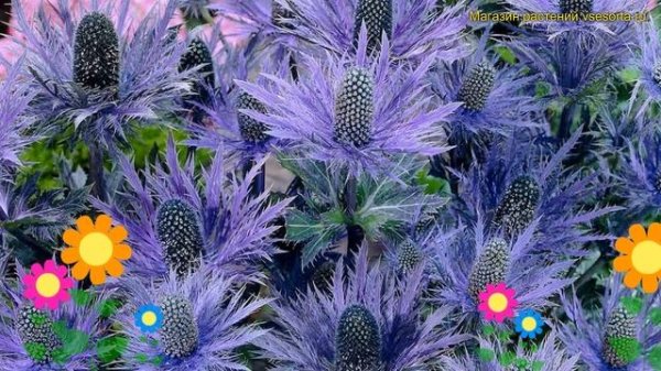 Синеголовник гибридный Блю Стар. Краткий обзор, описание характеристик eryngium planum Blue Star