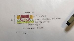 Как разместить МНОГОЛЕТНИКИ, КУСТАРНИКИ и РОЗЫ на маленьком участке? 4 схемы посадки.